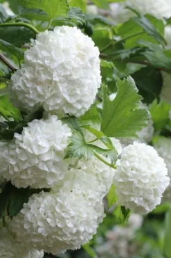Eastern Snowball Viburnum Bush - 1 Gallon Pot -Plants Sales Store viburnum opulus sterile eastern snowball 5