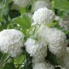 Eastern Snowball Viburnum Bush - 3 Gallon Pot