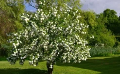 Eastern Snowball Viburnum Bush - 1 Gallon Pot -Plants Sales Store viburnum opulus sterile eastern snowball 9