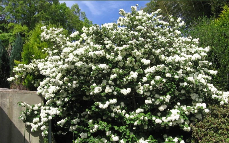 Japanese Snowball Bush (Viburnum Plicatum) - 2 Gallon Pot 4 Japanese Snowball Bush (Viburnum Plicatum) - 2 Gallon Pot - Image 4