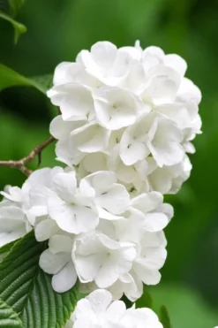 Japanese Snowball Bush (Viburnum Plicatum) - 2 Gallon Pot 10 Japanese Snowball Bush (Viburnum Plicatum) - 2 Gallon Pot -Plants Sales Store viburnum plicatum japanese snowball flowers 10