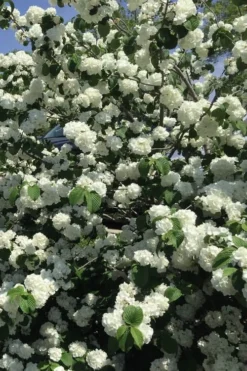 Japanese Snowball Bush (Viburnum Plicatum) - 2 Gallon Pot 11 Japanese Snowball Bush (Viburnum Plicatum) - 2 Gallon Pot -Plants Sales Store viburnum plicatum japanese snowball flowers 15