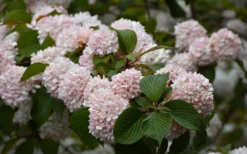 Kern's Pink Snowball Viburnum Bush - 2 Gallon Pot -Plants Sales Store viburnum plicatum kerns pink snowball 7