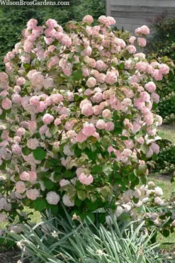 Kern's Pink Snowball Viburnum Bush - 2 Gallon Pot -Plants Sales Store viburnum plicatum kerns pink snowball 9