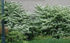 Japanese Doublefile Viburnum - 2 Gallon Pot 15 Japanese Doublefile Viburnum - 2 Gallon Pot -Plants Sales Store viburnum plicatum tomentosum japanese doublefile 1