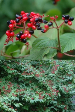 Japanese Doublefile Viburnum - 2 Gallon Pot 14 Japanese Doublefile Viburnum - 2 Gallon Pot -Plants Sales Store viburnum plicatum tomentosum japanese doublefile 2