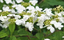 Japanese Doublefile Viburnum - 2 Gallon Pot 16 Japanese Doublefile Viburnum - 2 Gallon Pot -Plants Sales Store viburnum plicatum tomentosum japanese doublefile 6