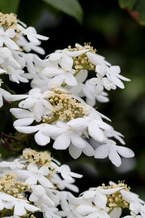 Japanese Doublefile Viburnum - 2 Gallon Pot 1 Japanese Doublefile Viburnum - 2 Gallon Pot