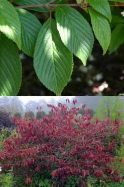 Japanese Doublefile Viburnum - 2 Gallon Pot 13 Japanese Doublefile Viburnum - 2 Gallon Pot -Plants Sales Store viburnum plicatum tomentosum japanese doublefile 9