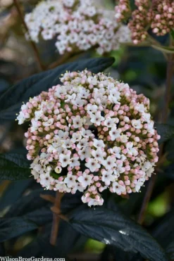 Prague Viburnum - 3 Gallon Pot -Plants Sales Store viburnum pragense prague 2 2