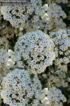 Prague Viburnum - 3 Gallon Pot -Plants Sales Store viburnum pragense prague 5 2