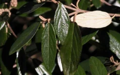 Prague Viburnum - 1 Gallon Pot 15 Prague Viburnum - 1 Gallon Pot -Plants Sales Store viburnum pragense prague 7 1