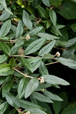 Prague Viburnum - 1 Gallon Pot 14 Prague Viburnum - 1 Gallon Pot -Plants Sales Store viburnum pragense prague 9 1