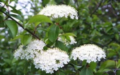 Blackhaw Viburnum - 3 Gallon Pot -Plants Sales Store viburnum prunifolium black haw 4