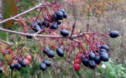 Blackhaw Viburnum - 3 Gallon Pot -Plants Sales Store viburnum prunifolium black haw 5