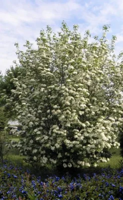 Blackhaw Viburnum - 3 Gallon Pot -Plants Sales Store viburnum prunifolium black haw 7