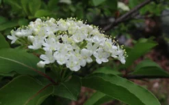 Blackhaw Viburnum - 3 Gallon Pot -Plants Sales Store viburnum prunifolium black haw 9
