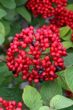 Alleghany Viburnum - 1 Gallon Pot -Plants Sales Store viburnum rhytidophylloides alleghany 4