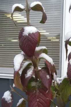 Red Balloon Viburnum - 3 Gallon Pot -Plants Sales Store viburnum rhytidophylloides red balloon 4