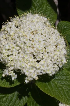 Red Balloon Viburnum - 3 Gallon Pot -Plants Sales Store viburnum rhytidophylloides red balloon 5