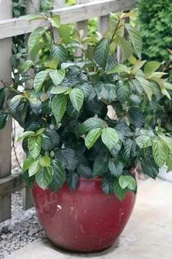 Shiny Dancer Viburnum - 2 Gallon Pot -Plants Sales Store viburnum shiny dancer 26
