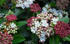 Spring Bouquet Viburnum - 3 Gallon Pot -Plants Sales Store viburnum spring bouquet 800x500 3
