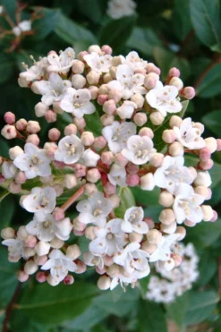 Spring Bouquet Viburnum - 1 Gallon Pot -Plants Sales Store viburnum tinus spring bouquet 1 1