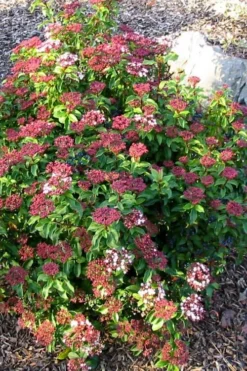 Spring Bouquet Viburnum - 6 Pack Of 1 Gallon Pots -Plants Sales Store viburnum tinus spring bouquet 2