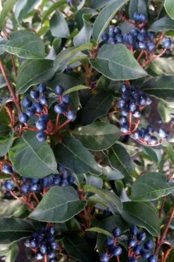 Spring Bouquet Viburnum - 6 Pack Of 1 Gallon Pots -Plants Sales Store viburnum tinus spring bouquet 5