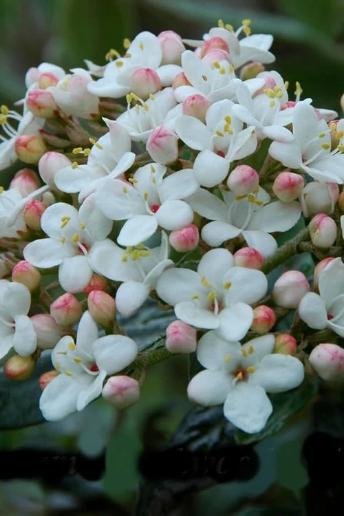 Plants Sales Store -Plants Sales Store Viburnum Conoy 6