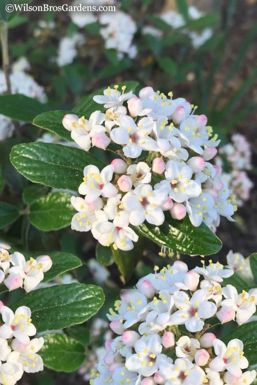 Plants Sales Store -Plants Sales Store Viburnum Conoy 8 1