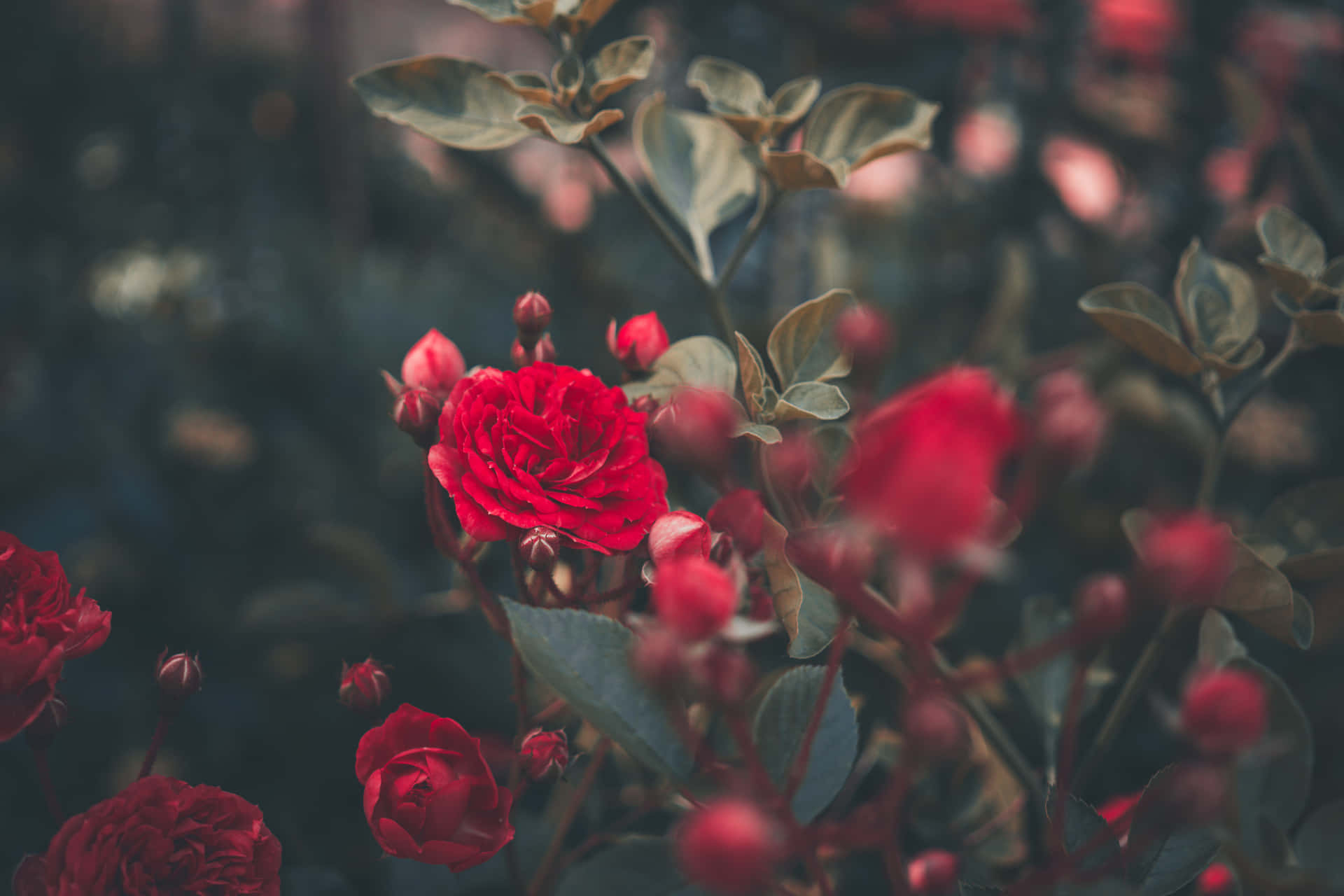 Plants Sales Store -Plants Sales Store red roses background cz5tpwegkbcrhcr5