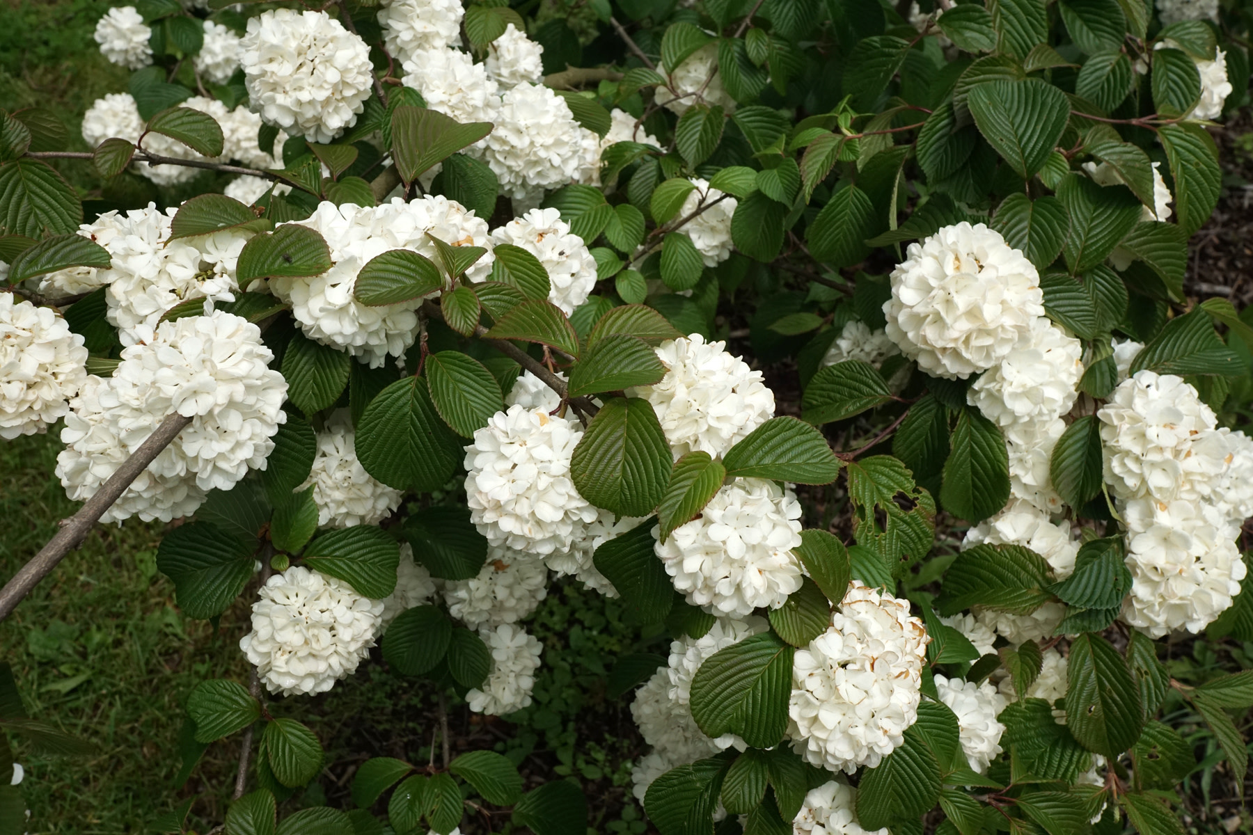 Plants Sales Store -Plants Sales Store snowball viburnum the beautiful white flowers